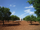 Finca Cala Sanau Garten 10610