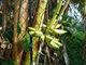 Ferienhaus Porto Colom Bananenpalme 1036