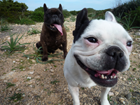 Hunderunde auf Sa Punta