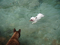 Seehunde in Porto Colom