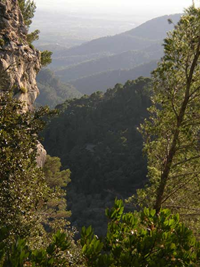 Mallorca Tramuntana Alaro